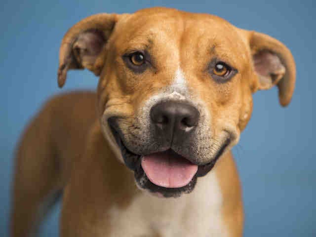 josh the goldendoodle